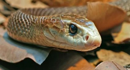 Esta es la serpiente más venenosa del mundo; una gota mataría hasta a 100 personas