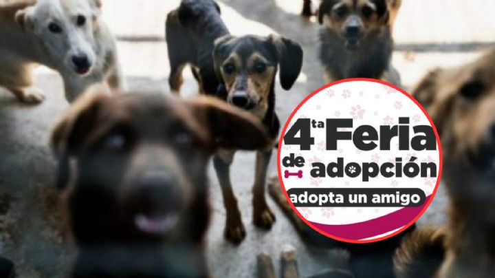 Feria de Adopción de mascotas en Nuevo Laredo; conoce requisitos, horarios y fecha
