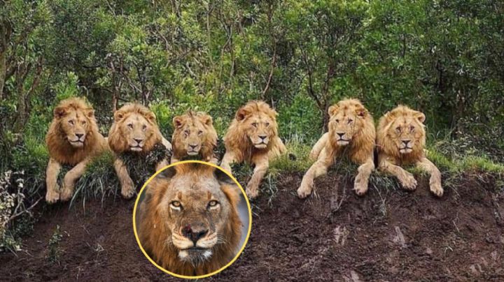 Míster T: conoce al león más despiadado y feroz que aterrorizó a su propia especie | VIDEO