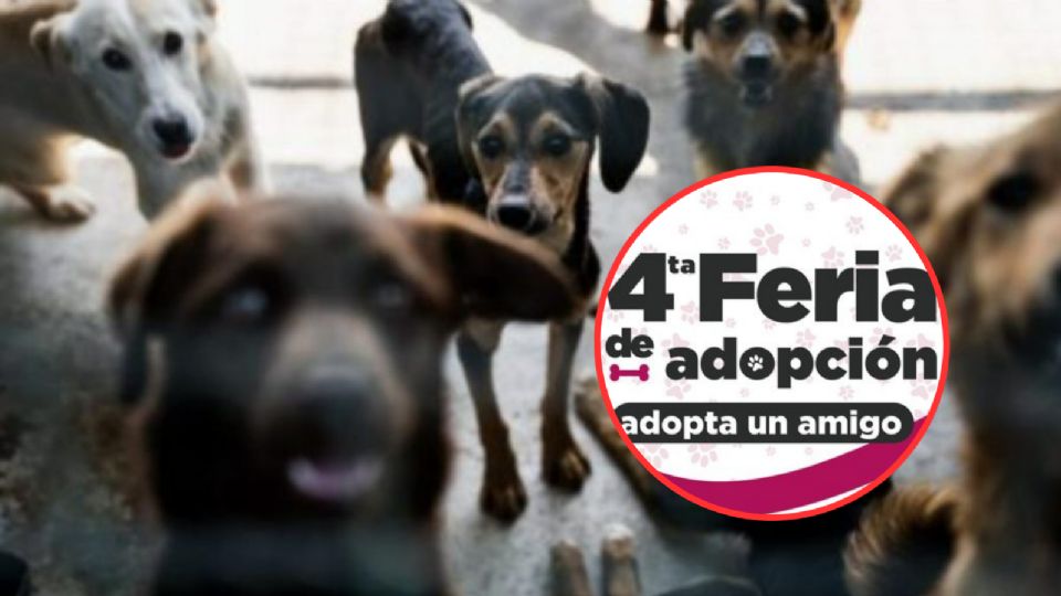 Feria de adopción