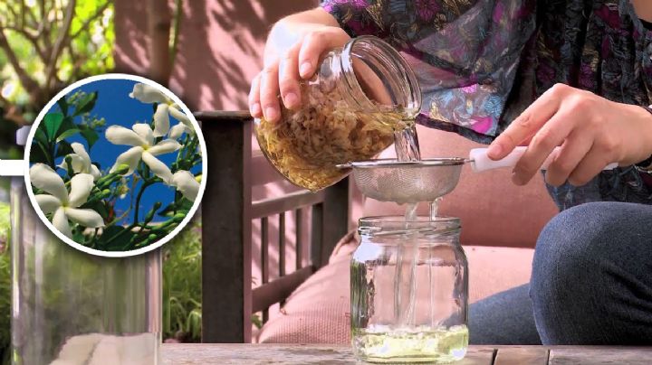 Haz perfume casero de jazmín de manera fácil. aprovecha que está floreando en otoño