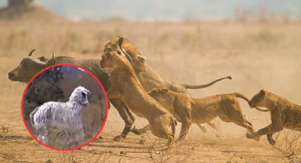 Un par de hombres son atacados por dos leones; estaban disfrazados como una cebra | VIDEO