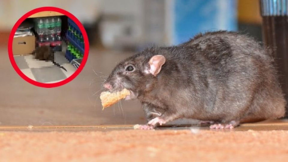 El animal se mostró incluso lento al andar, por su gigante tamaño después de haberse podido alimentar descomunalmente durante su vida