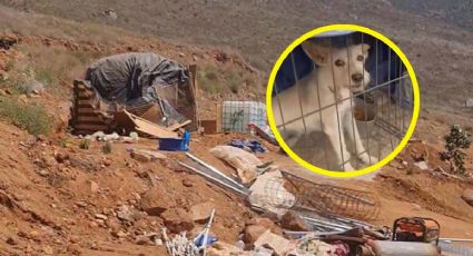 Albergue de animales es destruido con maquinaria pesada y con ellos dentro | VIDEO