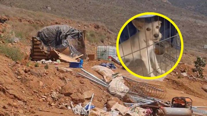 Albergue de animales es destruido con maquinaria pesada y con ellos dentro | VIDEO