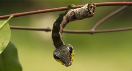 La sorprendente oruga que se disfraza de serpiente venenosa para despistar al enemigo | VIDEO