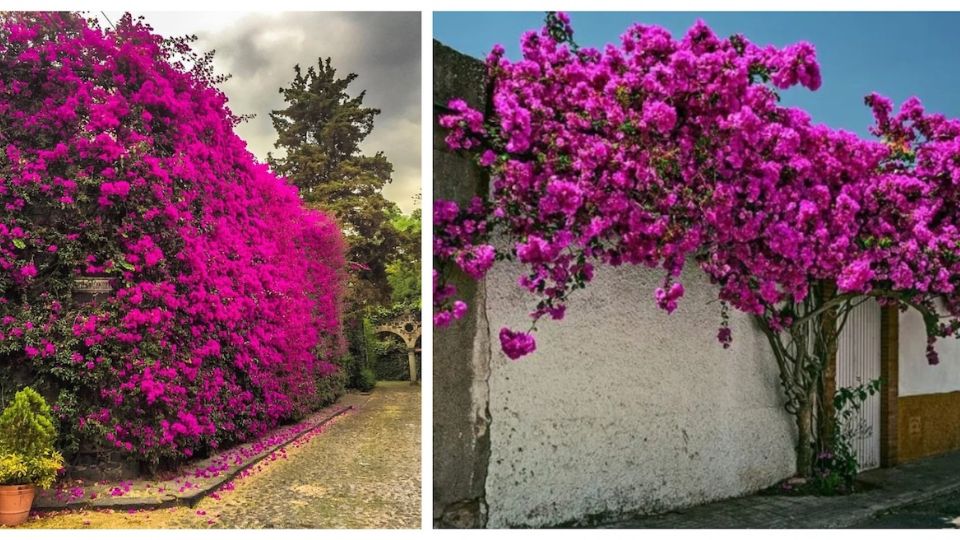 Las bugambilias son de las plantas más vistosas.