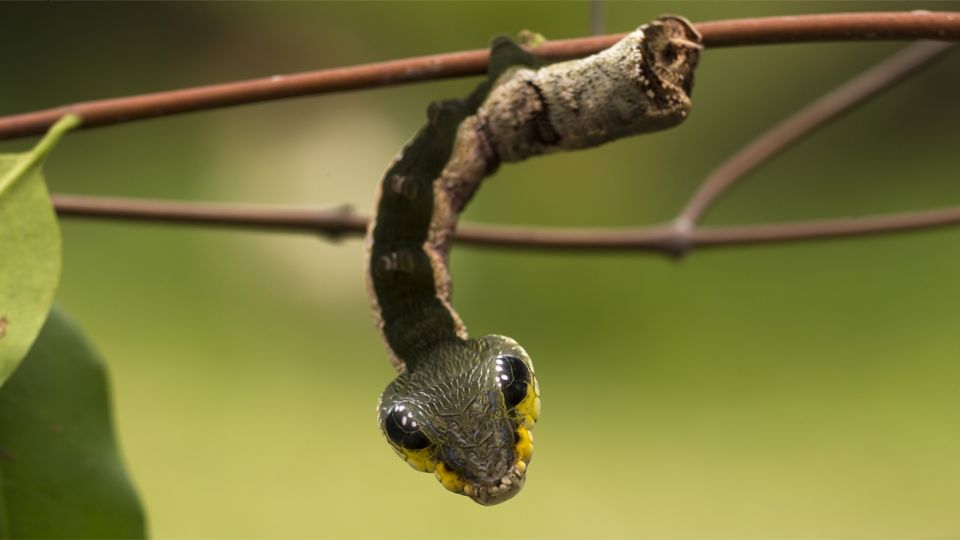 Oruga serpiente, una maravilla de la naturaleza