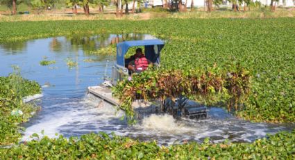 Plan de Rescate Ambiental: retirarán de El Laguito 30 mil toneladas de lirio