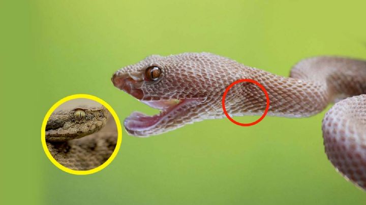 Señales para saber si una víbora es venenosa o no, ¡ten cuidado!