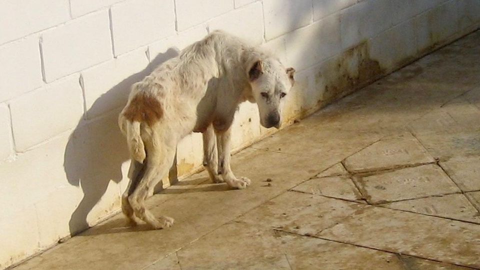 Los animales callejeros son presa de estos agresores, quienes normalmente consumen sustancias adictivas para cometer estos delitos