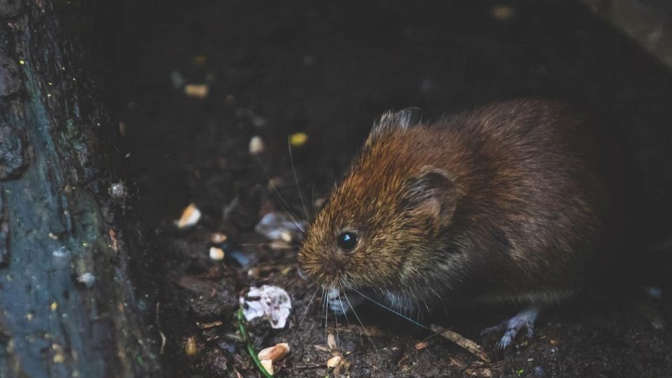 Los ratones pueden entrar a tu casa por los orificios más pequeños.