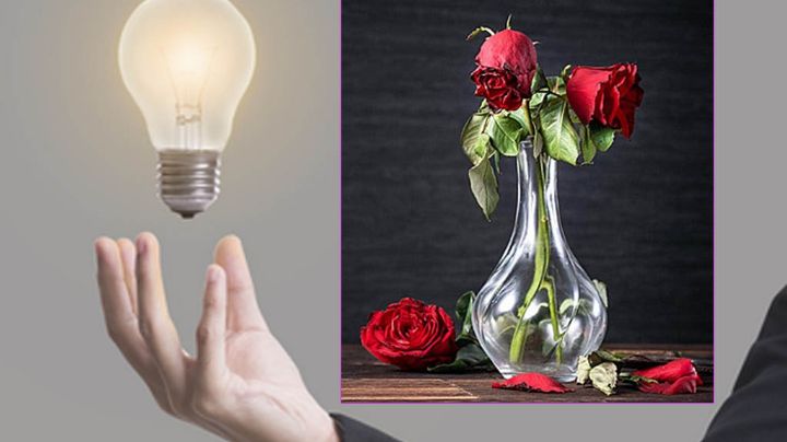 ¿Se marchitan tus rosas?, con este truco podrás ‘revivirlas’ | VIDEO