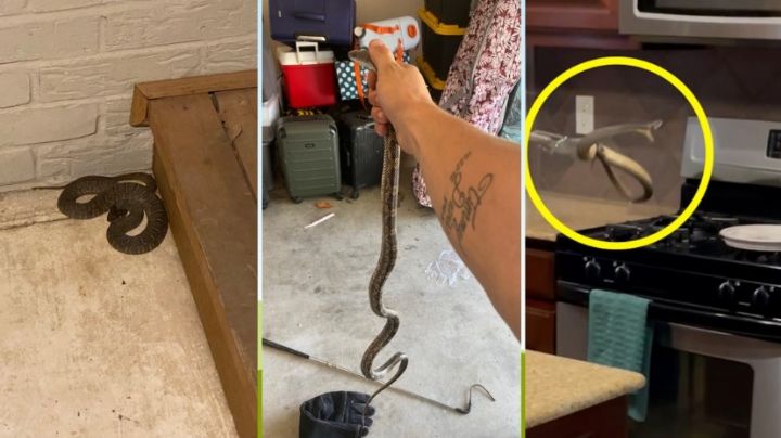 ¿Sospechas que tienes una víbora en casa? Estos son los lugares donde debes buscar