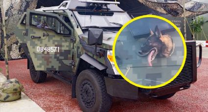 Soldado canino recorre las calles de Ciudad Victoria, Tamaulipas | VIDEO