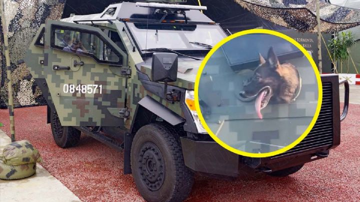 Soldado canino recorre las calles de Ciudad Victoria, Tamaulipas | VIDEO