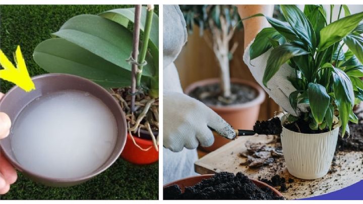 Fertilizantes caseros para que tus plantas estén siempre sanas y fuertes