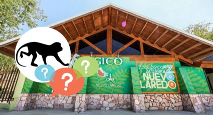 El Zoológico de Nuevo Laredo tiene al mono más pequeño del mundo