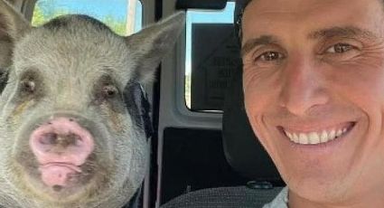 Dan en adopción a su querida cerdita; nuevo dueño promete cuidarla, pero se la come