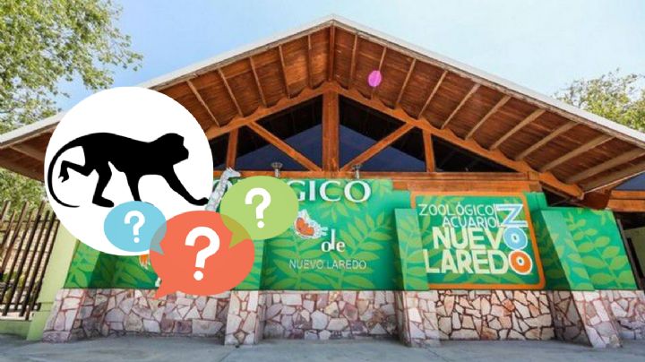 El Zoológico de Nuevo Laredo tiene al mono más pequeño del mundo