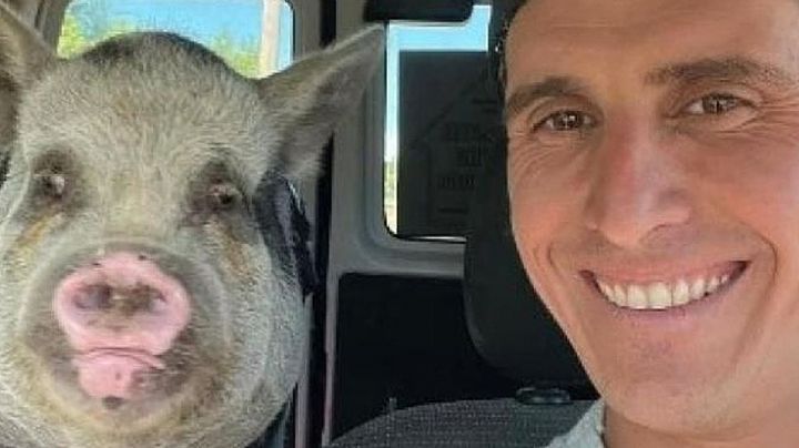 Dan en adopción a su querida cerdita; nuevo dueño promete cuidarla, pero se la come