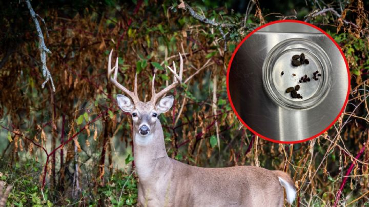 Detectan garrapatas en pieles de venado que cruzaron a Laredo