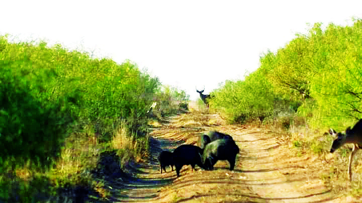 Esperan más de 3 mil cazadores del ‘cola blanca’