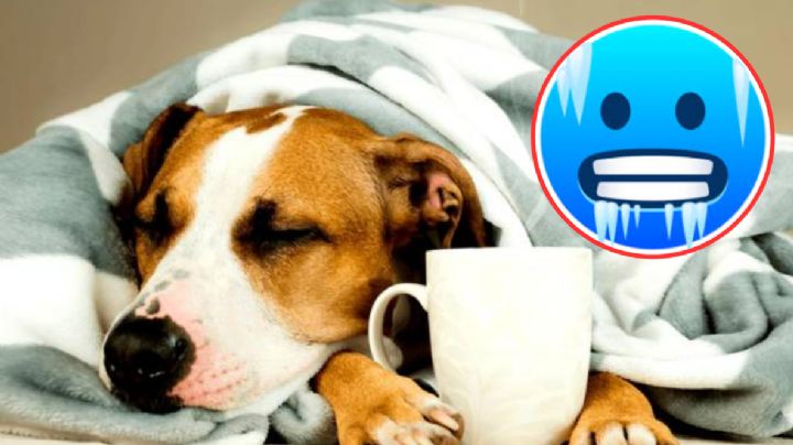 Consejos para mantener a salvo del frío a tu mascota durante esta temporada invernal