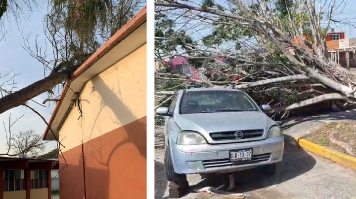 Ventarrones del Frente Frío 26 produjeron caída de árboles y postes en Tamaulipas