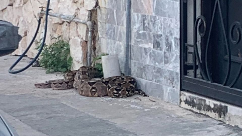 La  enorme serpiente se movía por una banqueta del Centro Histórico de Mérida.