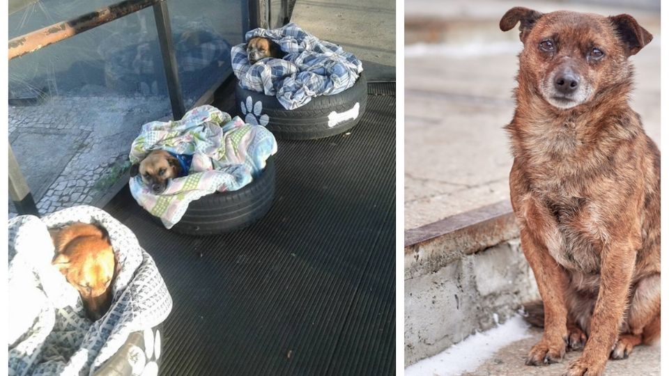 Cárcel y pena pecuniaria hasta de 4 mil dólares para quien cometa crueldad animal y no guarde dentro de sus casas de humanos a sus perritos y gatitos en estos días de clima gélido.