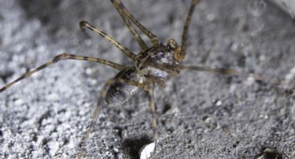 Así puede identificar y cuidar a la araña tigre, depredador natural de otra araña peligrosa