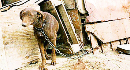 Multan a 83 personas por maltrato animal en Nuevo Laredo