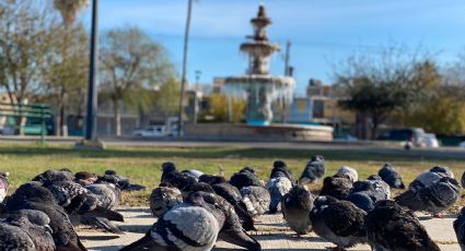 ¡Saca a orear los cobertores!: subidón hasta de 20 grados de temperatura en Nuevo Laredo