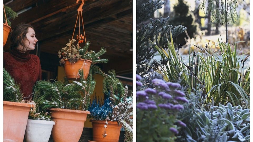 Las plantas se pueden salvar aunque hayan pasado por una helada.