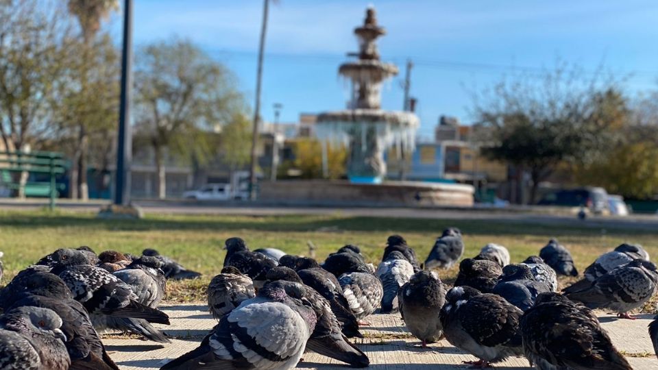 NUevo laredo sufrió tres días de clima congelante