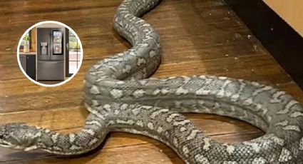 Serpiente sorprende a mujer; estaba atorada en su refrigerador I VIDEO