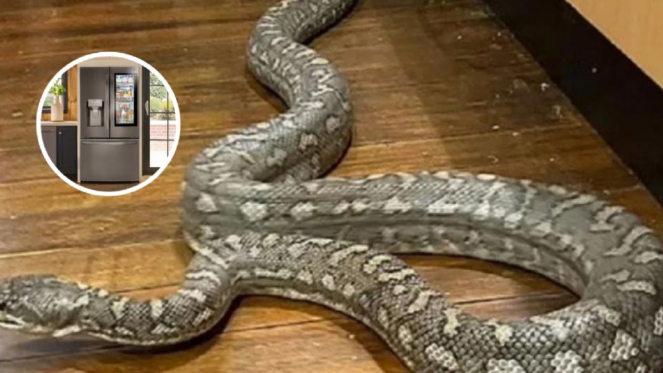 El video del rescate fue subido en el perfil de Facebook de “Adelaide Hills Snake Catcher”.