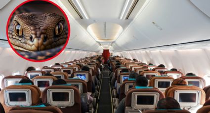 Captan serpiente suelta en pleno vuelo de avión; causó el pánico entre los pasajeros | VIDEO