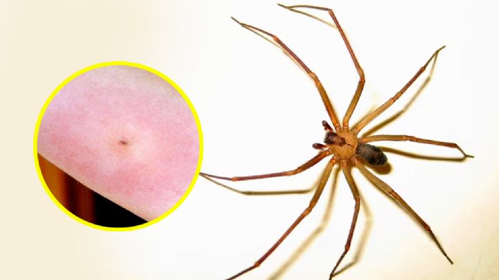 Araña del rincón podría morder: debes saber cómo identificarla