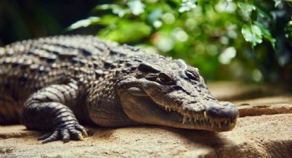 Niña muere al ser atacada por un cocodrilo, al momento de pescar con sus hermanos