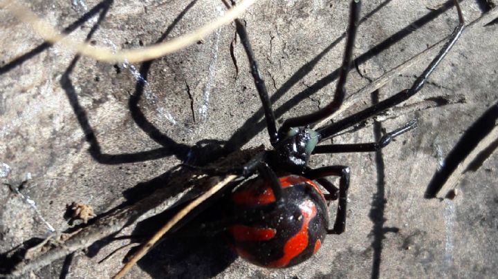 Conoce a los depredadores de las arañas más temidas en México