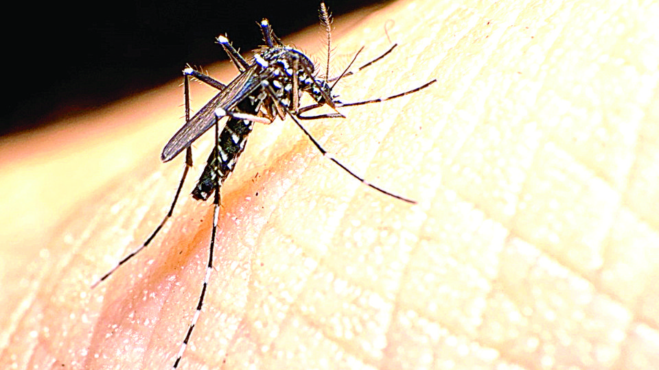 El mosquito del dengue está activo aún en invierno, pero pica menos debido a que usamos ropa más gruesa.