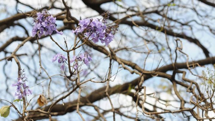 Florecen las jacarandas en pleno enero: alerta ambiental por el peligroso fenómeno