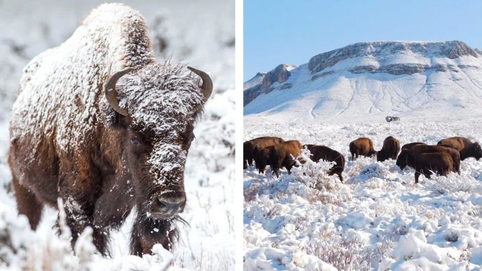 Manadas de bisontes en México