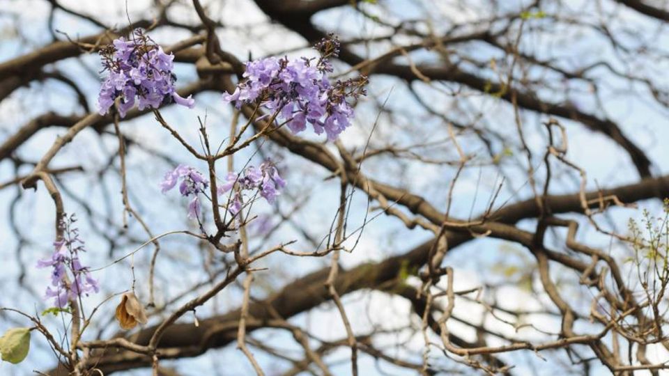 Florecen las jacarandas en pleno invierno