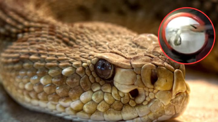 Había un nido de víboras de cascabel en su hogar, se dio cuenta al intentar remodelar su baño