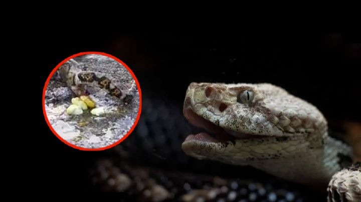 3 señales para identificar que hay una víbora en tu casa o jardín