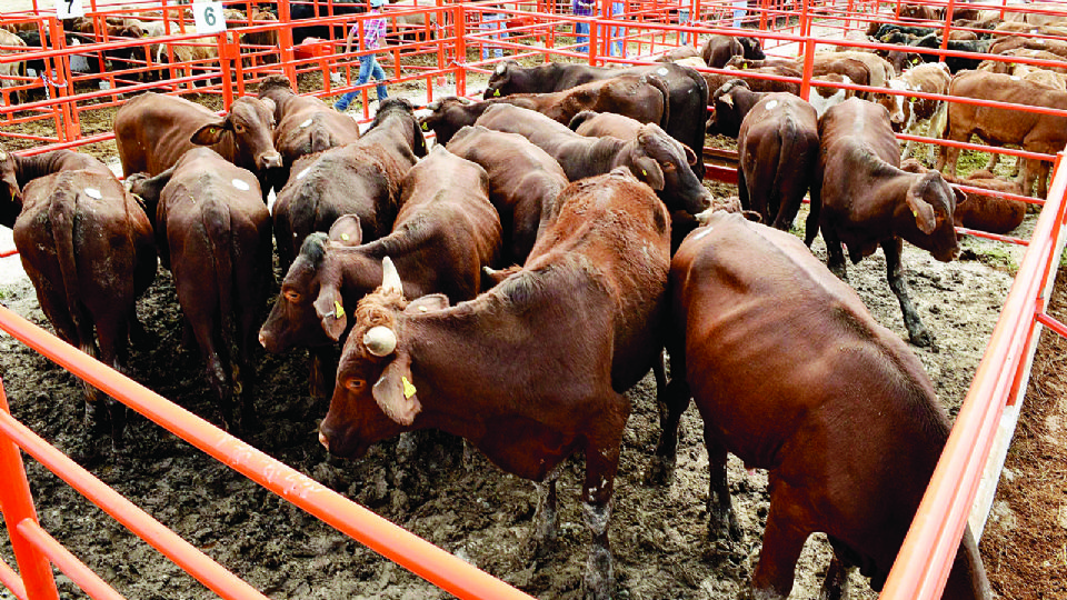 El reto para la Asociación Ganadera de Nuevo Laredo será mantener a los exportadores cuando se reabra la cuarentenaria de Colombia.