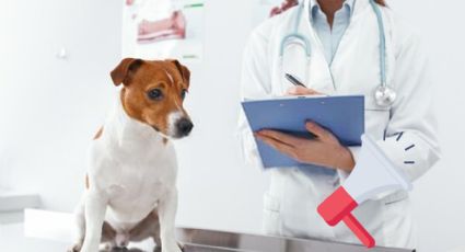 Clínicas veterinarias públicas en México; ¿qué servicios brindarán?